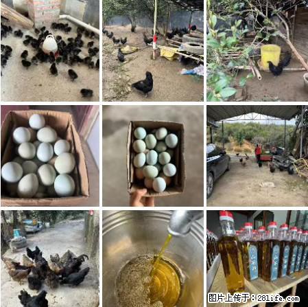 油茶园从小鸡仔开始养起的纯土鸡、土鸡蛋可以预定啦！还有前几天刚榨的纯山茶油哦 - 美食天地 - 淮安生活社区 - 淮安28生活网 ha.28life.com