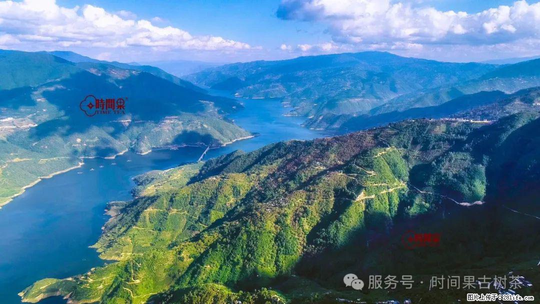 时间果百年古树龙珠普洱生茶 - 购物交流 - 淮安生活社区 - 淮安28生活网 ha.28life.com