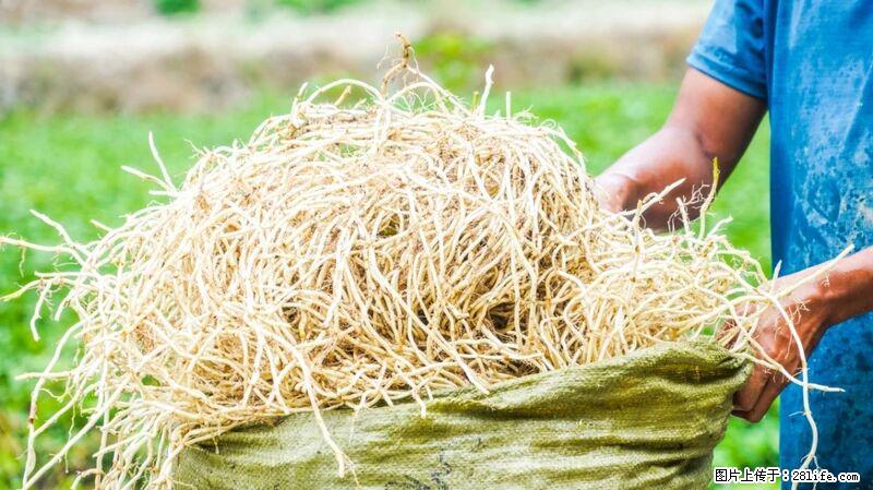 堪称“最难吃”的蔬菜，却是 “抗辐射神器”，还能护肺、清热、止咳化痰！ - 淮安生活资讯 - 淮安28生活网 ha.28life.com