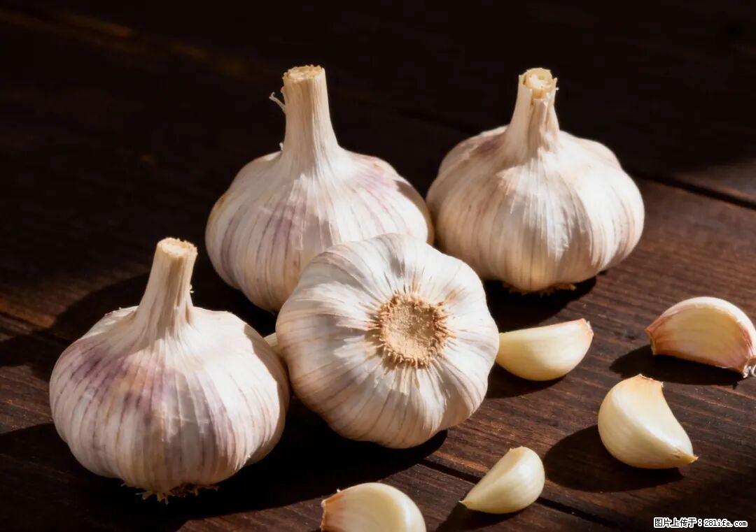 关于大蒜，除了“天然抗生素”，这4个谣言更该警惕! - 淮安生活资讯 - 淮安28生活网 ha.28life.com