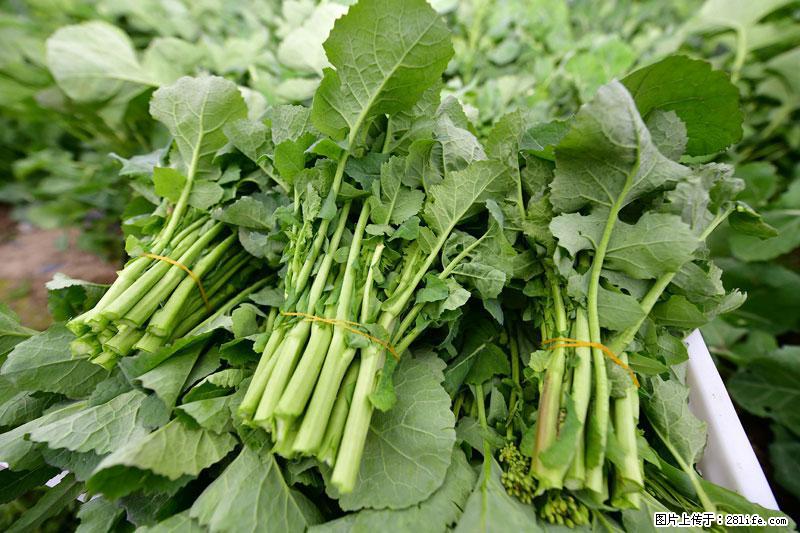 这些蔬菜是“天然钙片”，这6种被医生重点推荐 - 淮安生活资讯 - 淮安28生活网 ha.28life.com